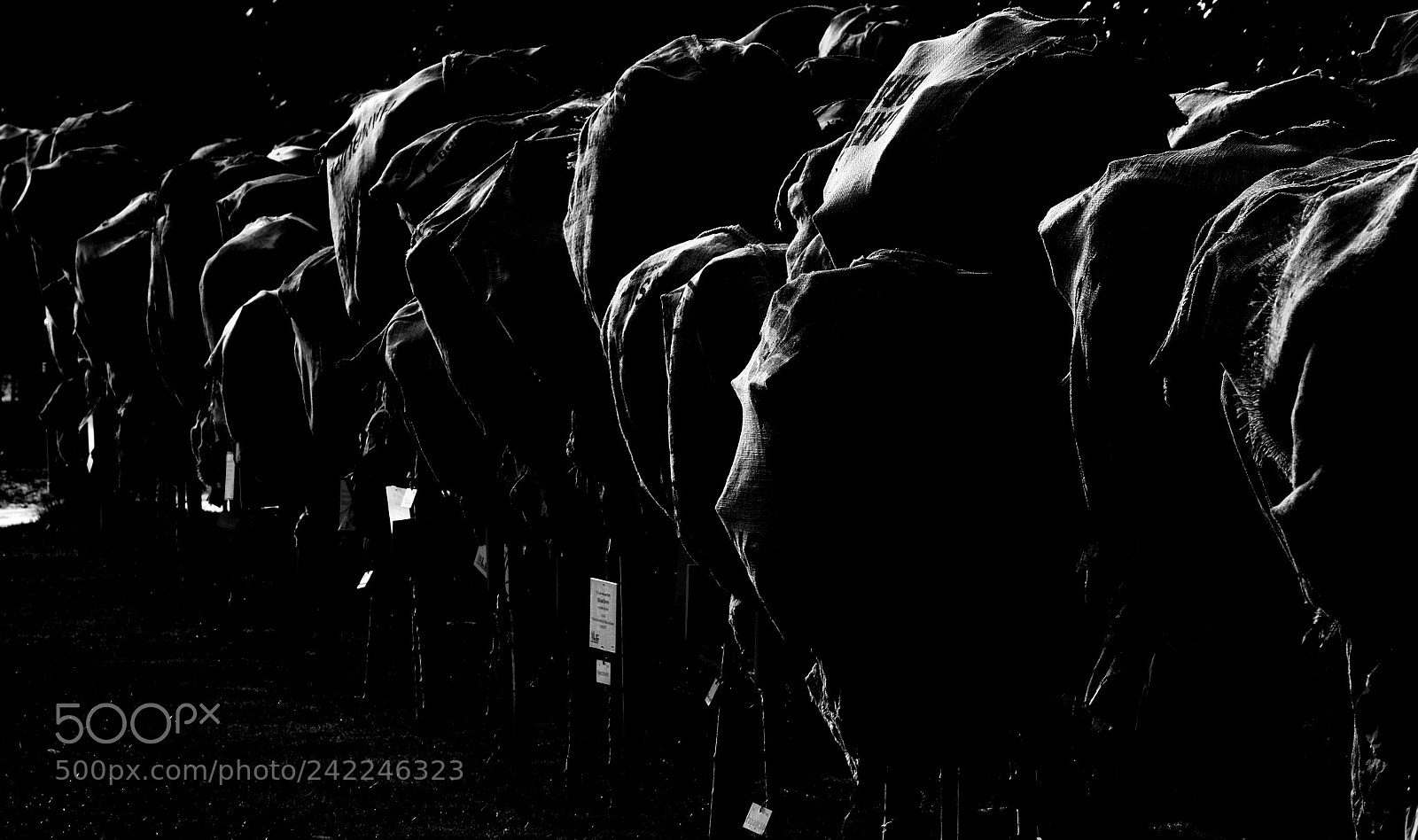 Fujifilm X-T10 sample photo. Army of the faceless photography