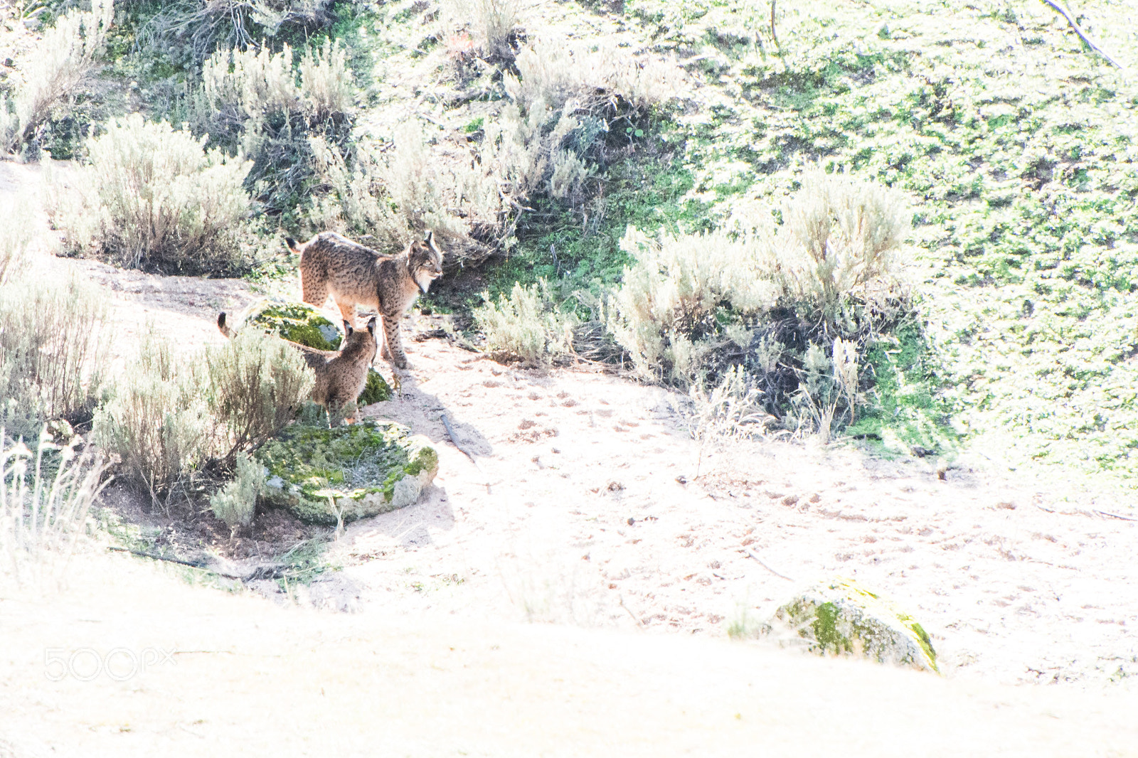 Nikon D7100 sample photo. Lynx pardinus, d a photography