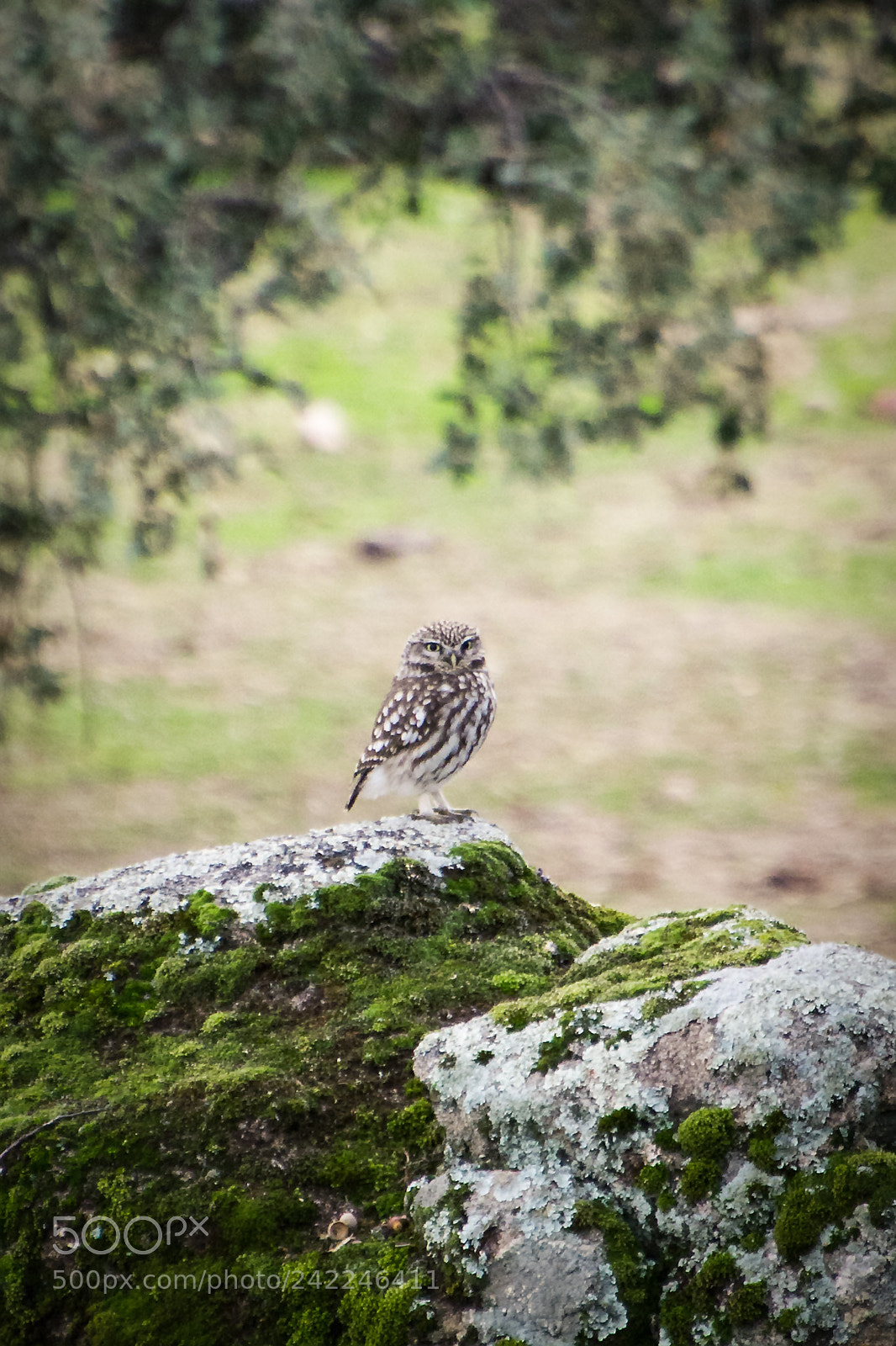 Nikon D7100 sample photo. On the rock photography