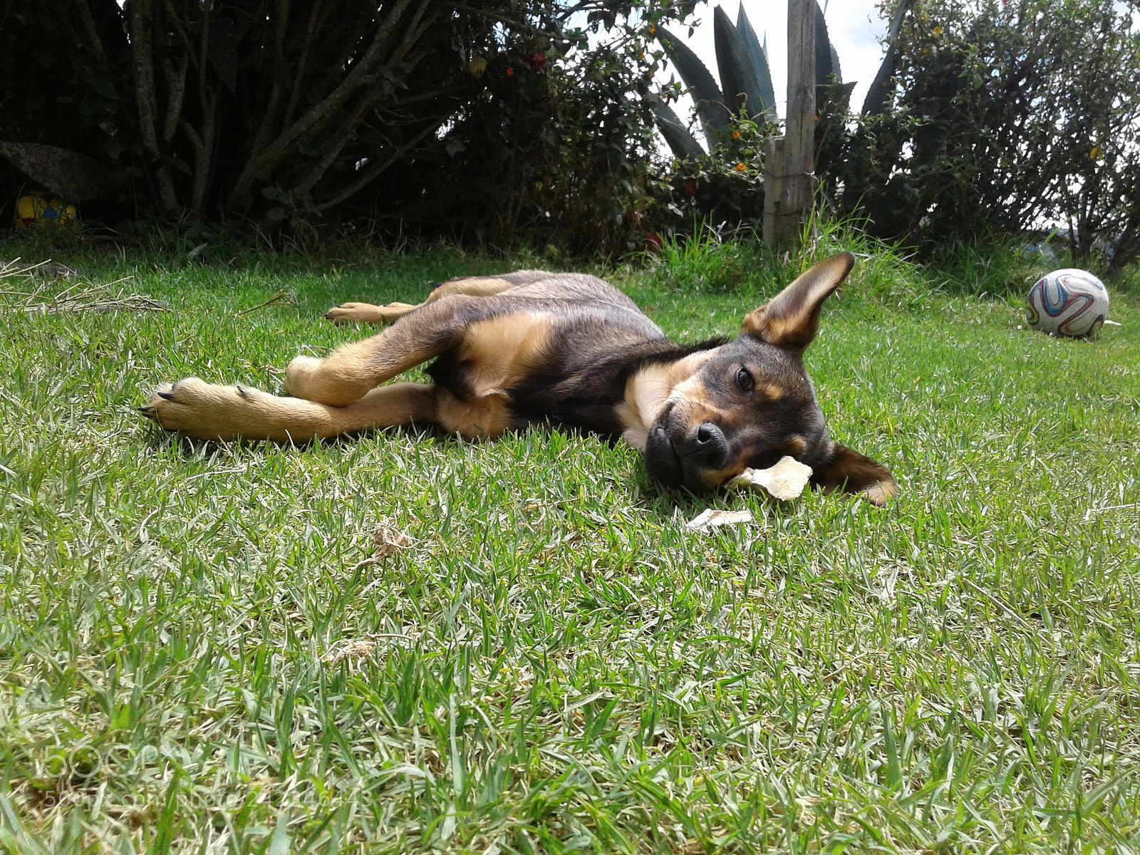 Samsung Galaxy J3(2016) sample photo. Dog photography