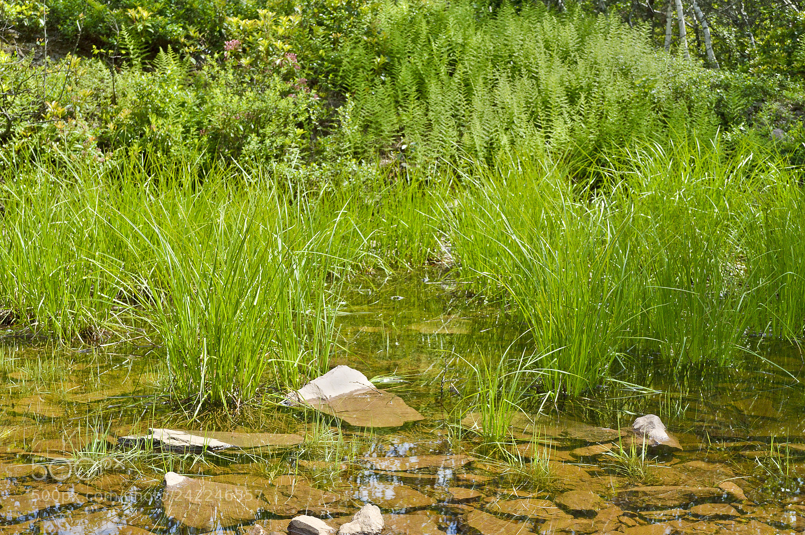 Nikon D3200 sample photo. Summer grasses photography