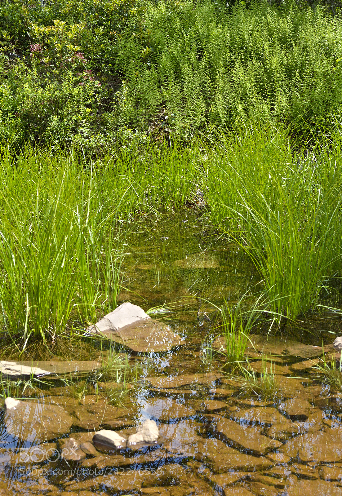 Nikon D3200 sample photo. Summer grasses photography