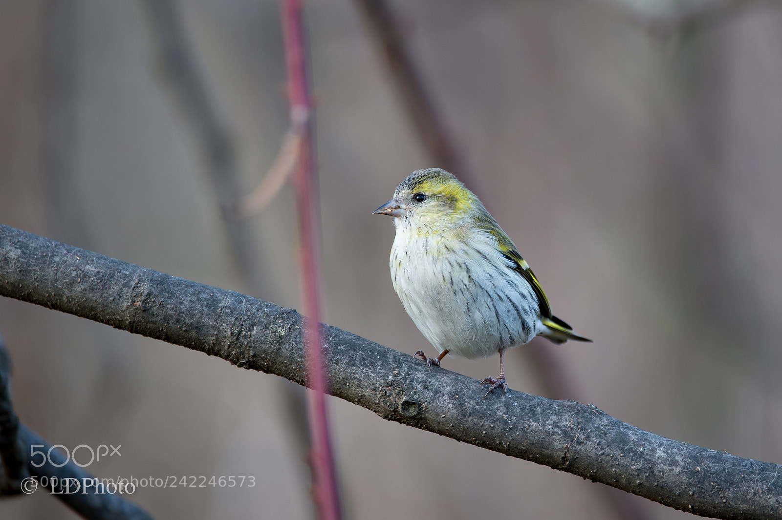 Nikon D4 sample photo. Eurasian siskin - spinus photography