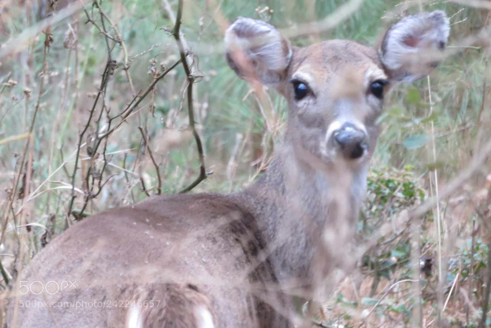 Canon PowerShot SX700 HS sample photo. Doe! photography