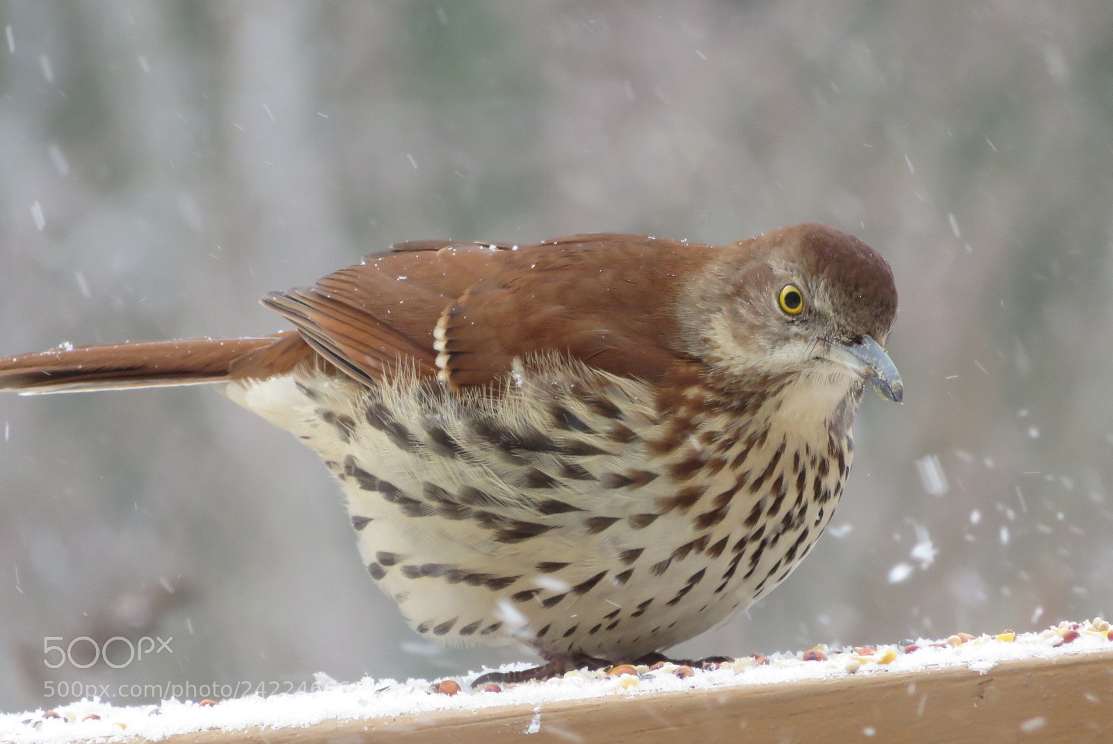 Canon PowerShot SX700 HS sample photo. Unknown photography