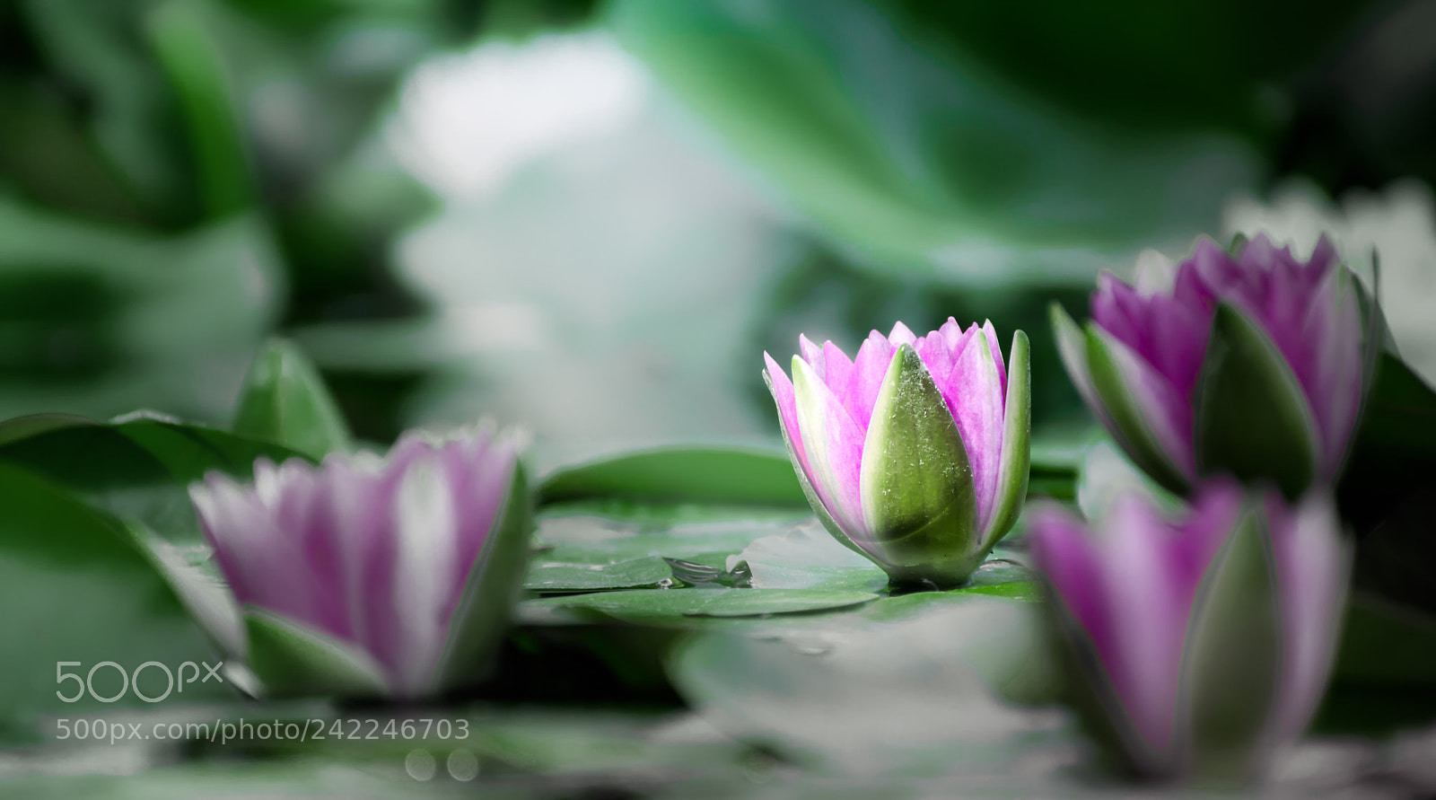 Nikon D3200 sample photo. Lotus flower opening photography