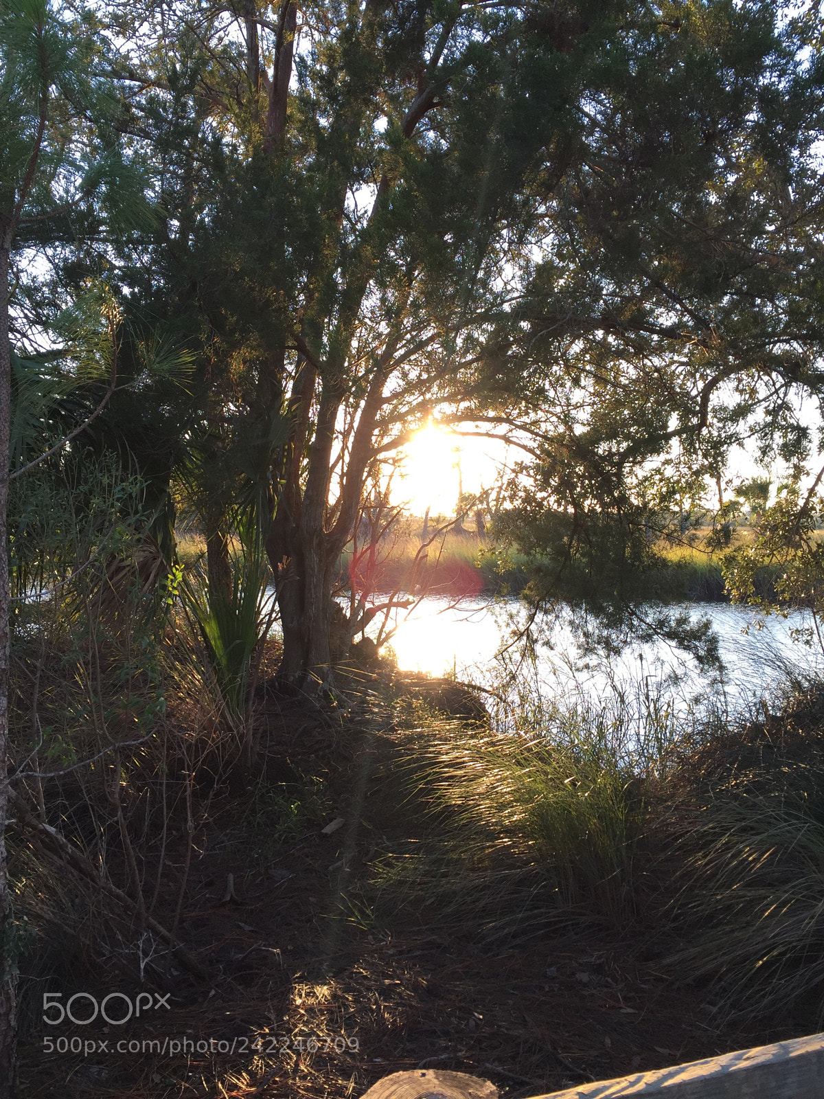 Apple iPhone 6 Plus sample photo. A small crevice of photography