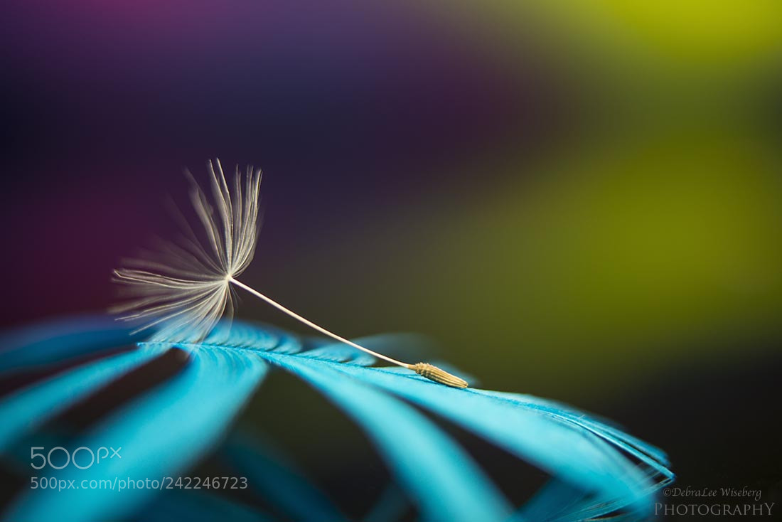Nikon D800 sample photo. Feather top bed photography