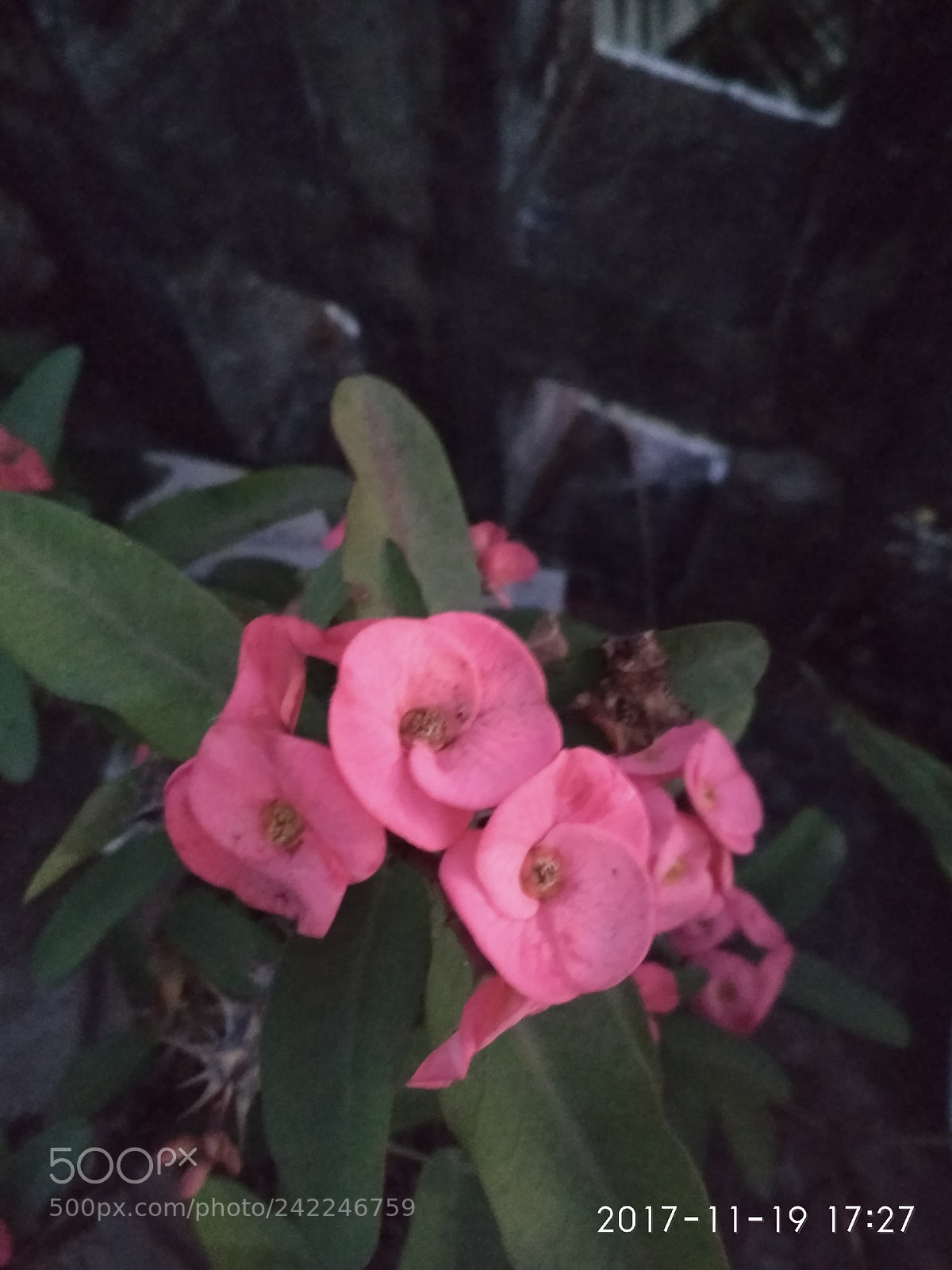 Xiaomi Redmi 4X sample photo. Untitled photography