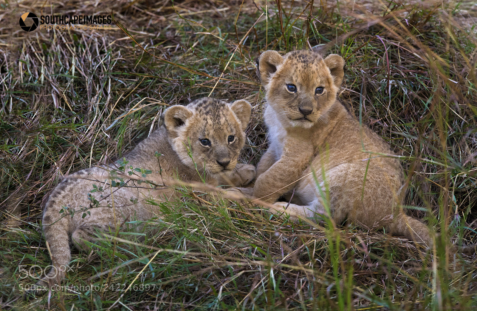 Canon EOS-1D X sample photo. Two cute lions photography