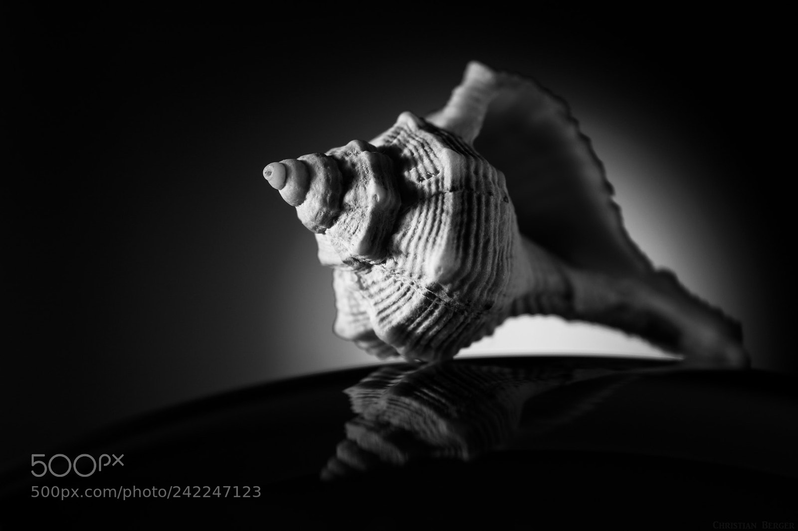 Nikon D7100 sample photo. Shell photography