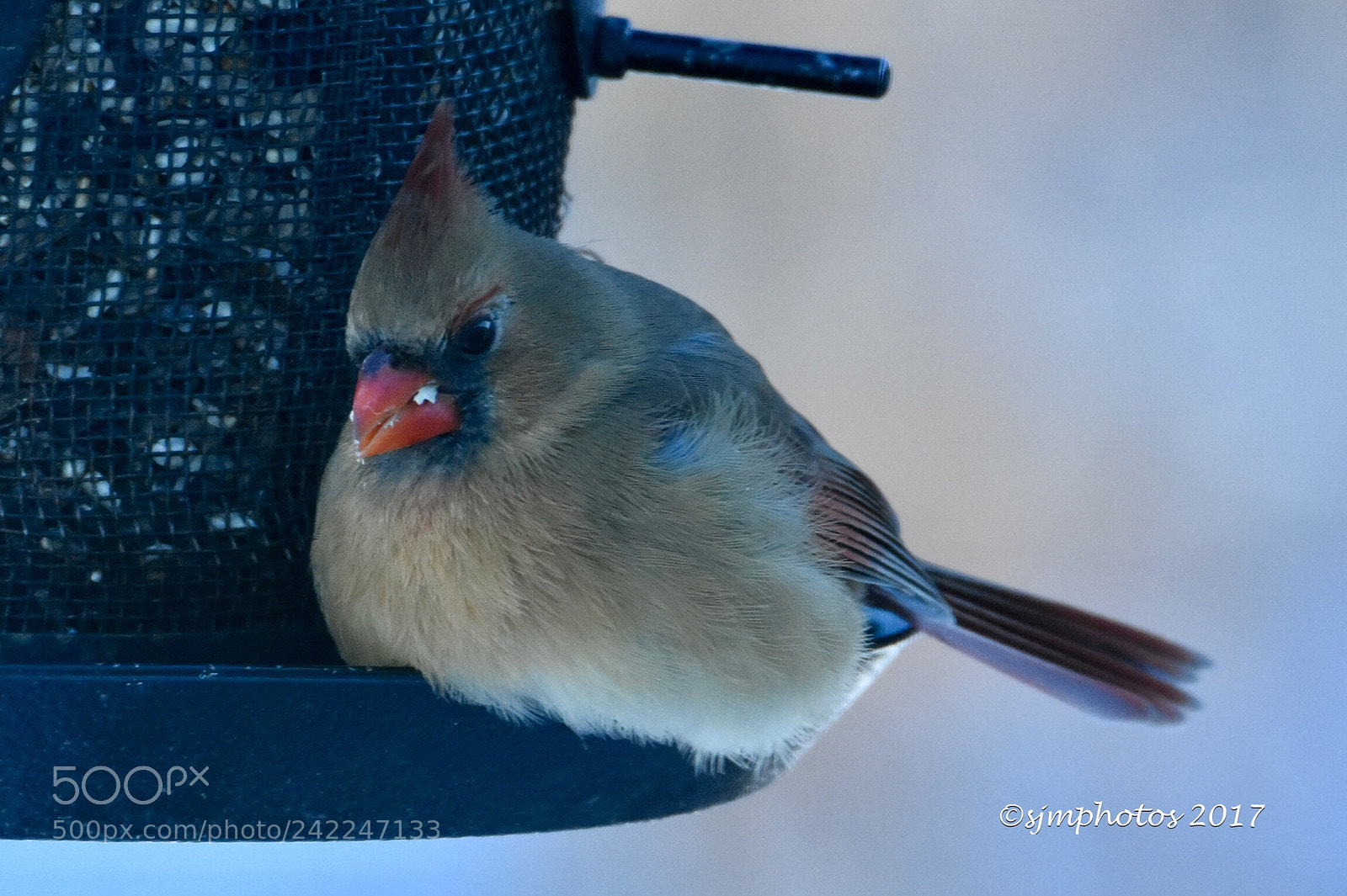 Nikon D7200 sample photo. Miss c photography