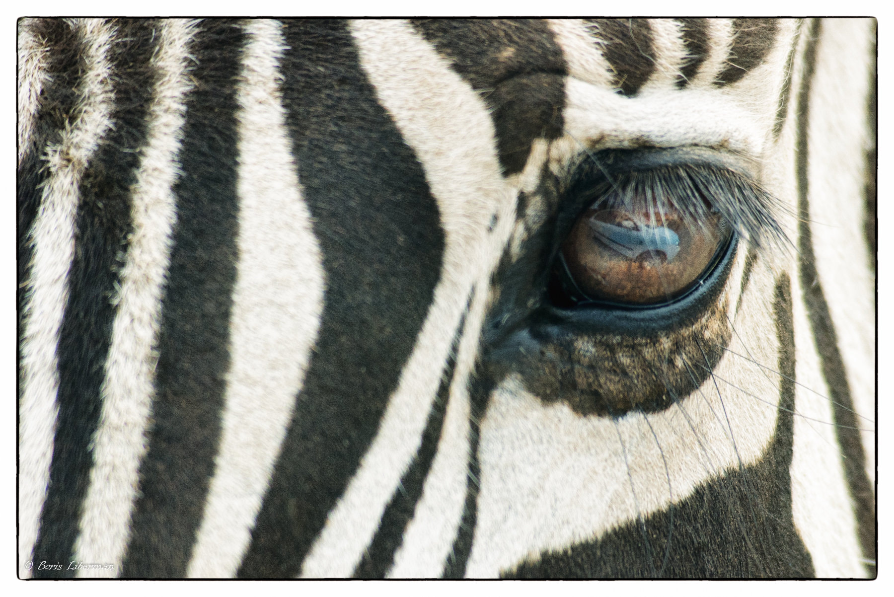 Pentax *ist D sample photo. Eye of the zebra photography