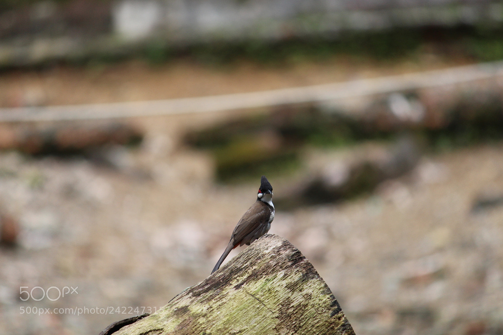 Canon EF-S 55-250mm F4-5.6 IS II sample photo. The greenfinch photography