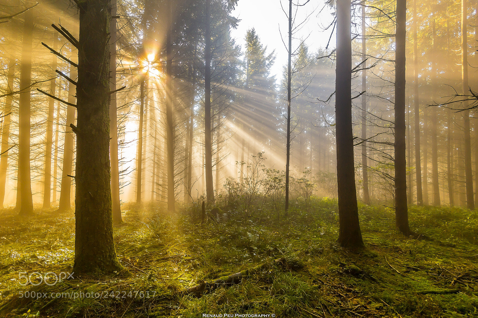 Canon EOS 60D sample photo. Magic moment of taunus photography