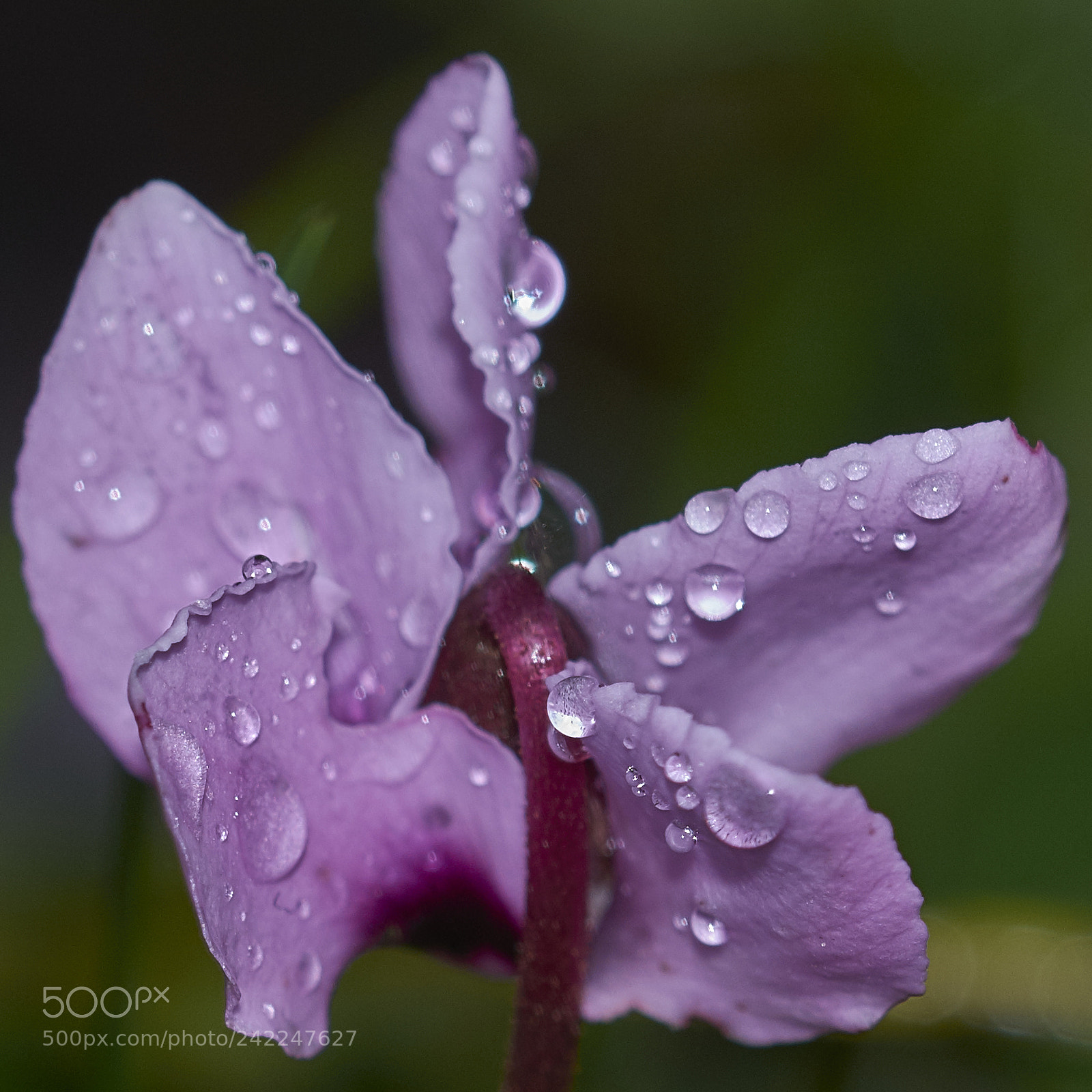Nikon D7200 sample photo. Cyclamen droplets photography
