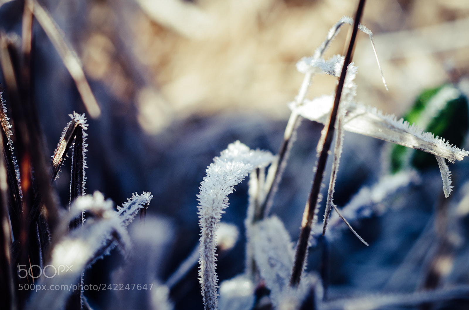 Pentax K-50 sample photo. Frosty photography
