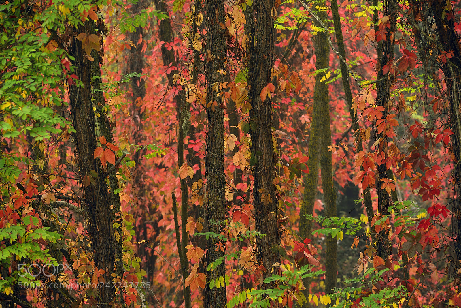 Nikon D800 sample photo. Red, green end fog photography