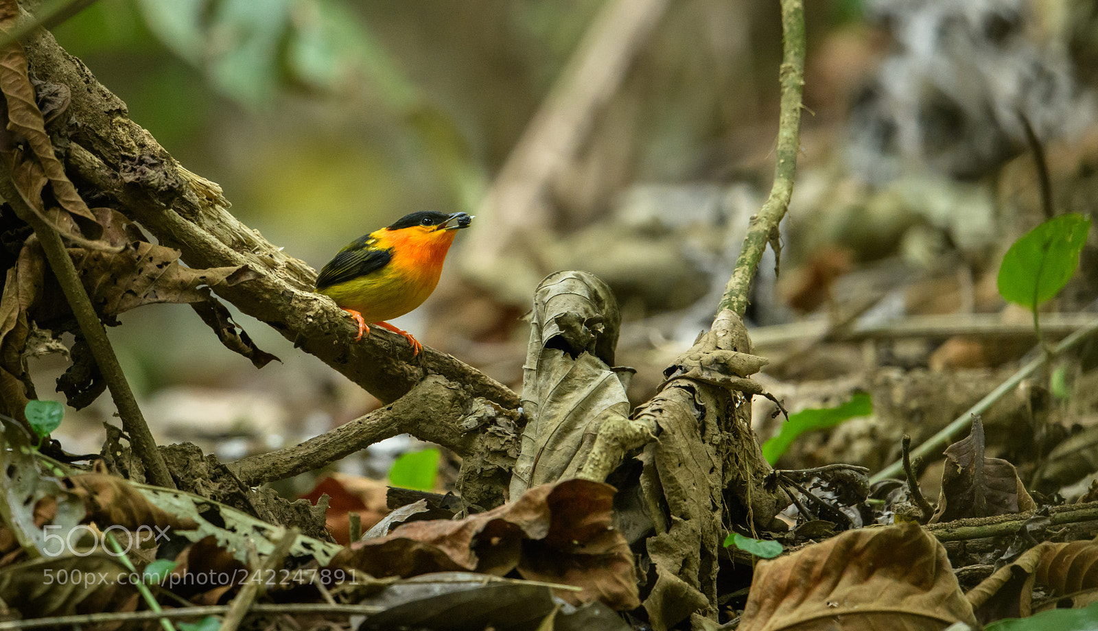 Nikon D850 sample photo. Orange collared manakin feeding photography