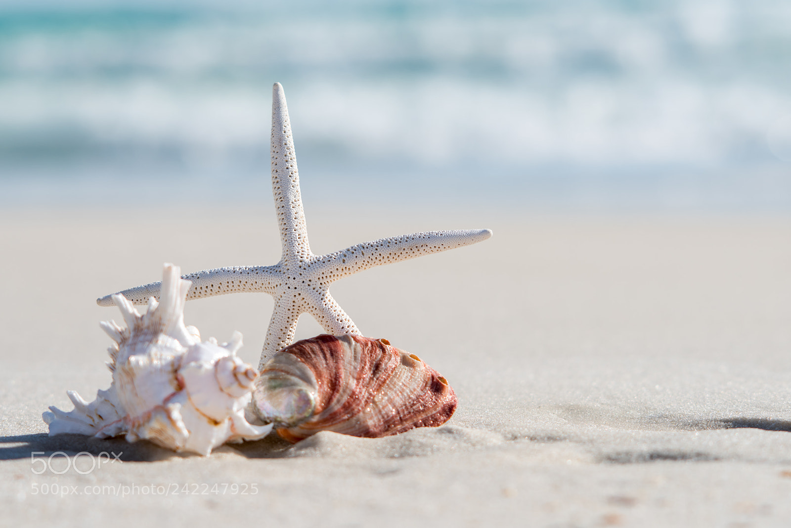 Nikon D810 sample photo. Shells and the sea photography
