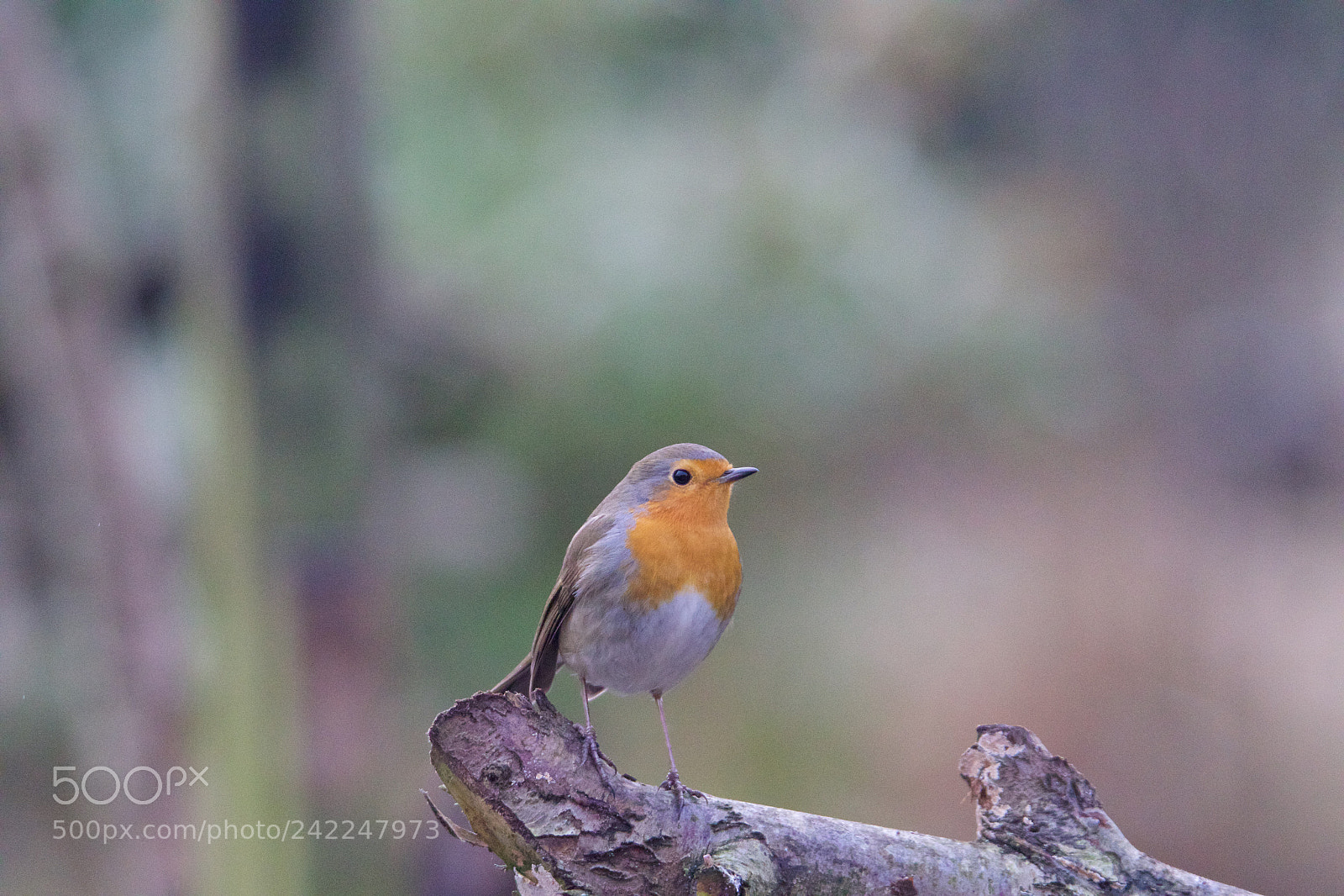 Canon EOS 7D Mark II sample photo. European robin - roodborstje photography