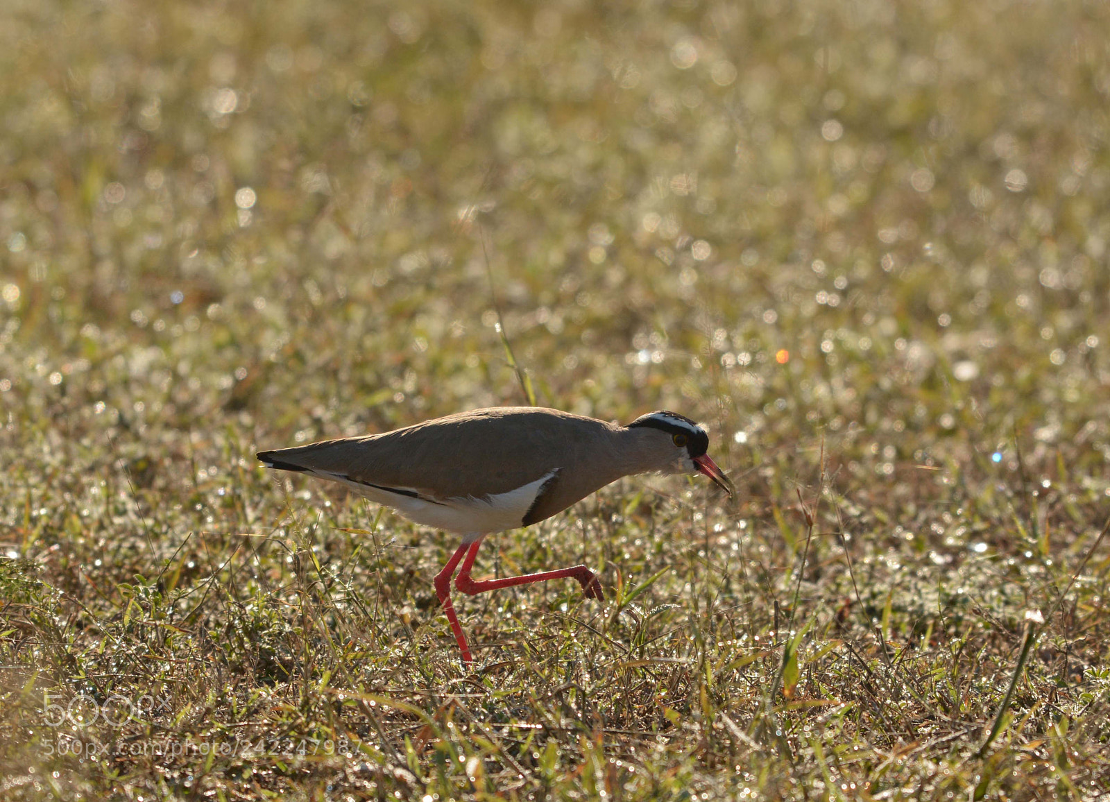 Nikon D7100 sample photo. Crowned plover photography