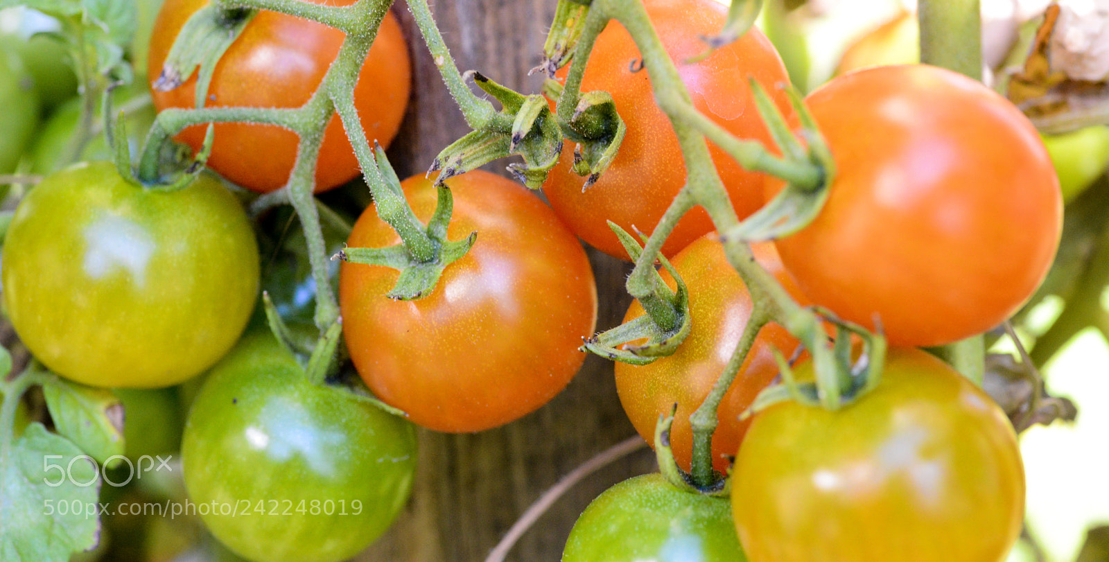 Nikon D600 sample photo. Garden tomatoes photography