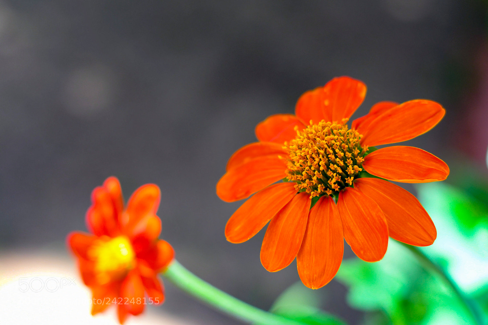 Nikon D500 sample photo. The vibrance in nature ! photography