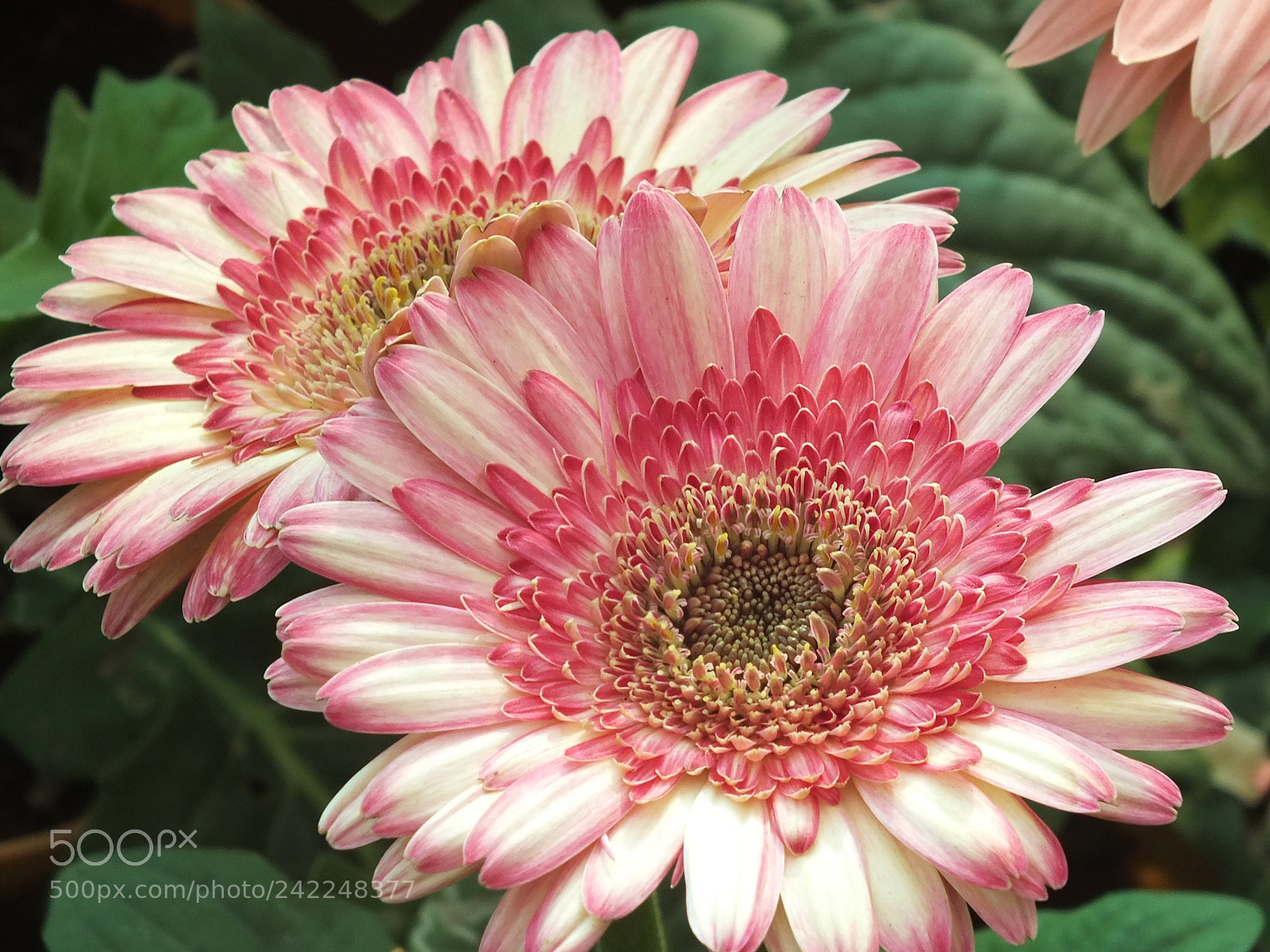 Fujifilm FinePix HS30EXR sample photo. Twin flowers photography