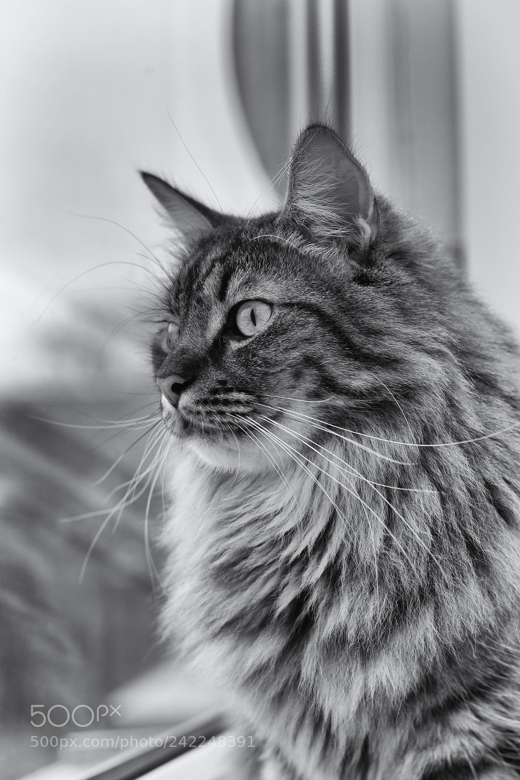 Canon EOS 60D sample photo. Chewbacca photography