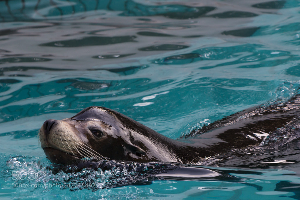 Canon EOS 60D sample photo. I like to swim photography