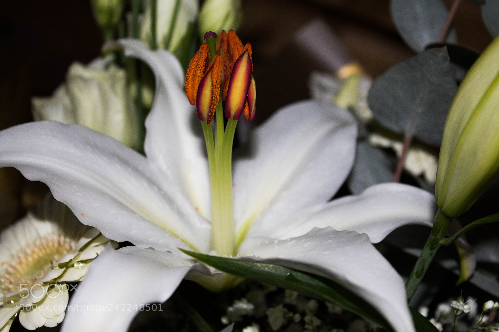 Canon EOS 1300D (EOS Rebel T6 / EOS Kiss X80) sample photo. Open lily photography