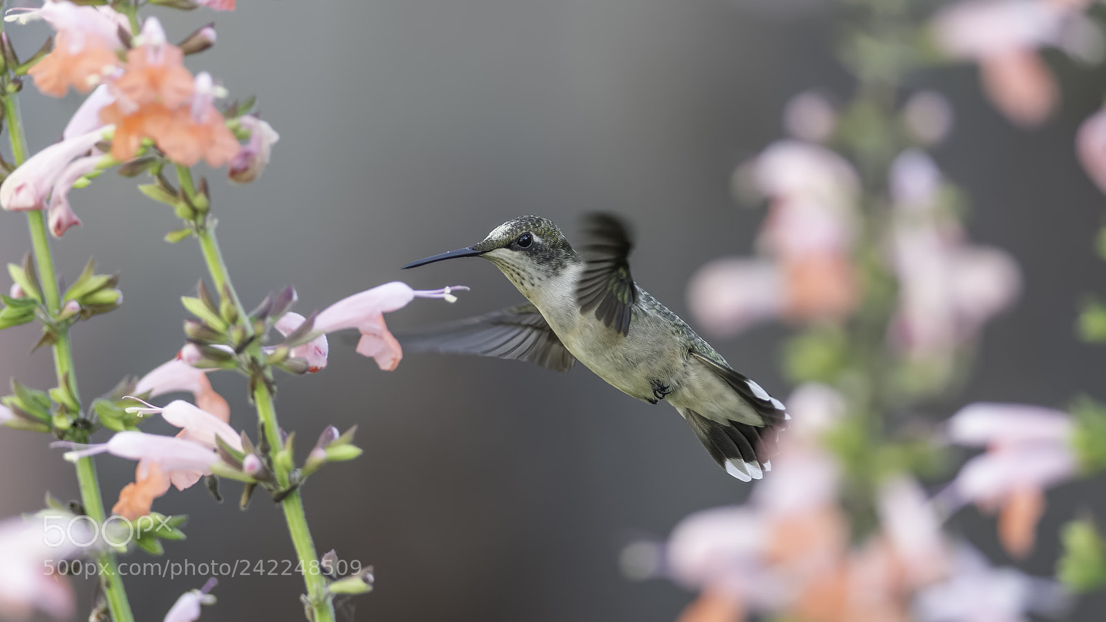 Nikon D7100 sample photo. What pollen? photography