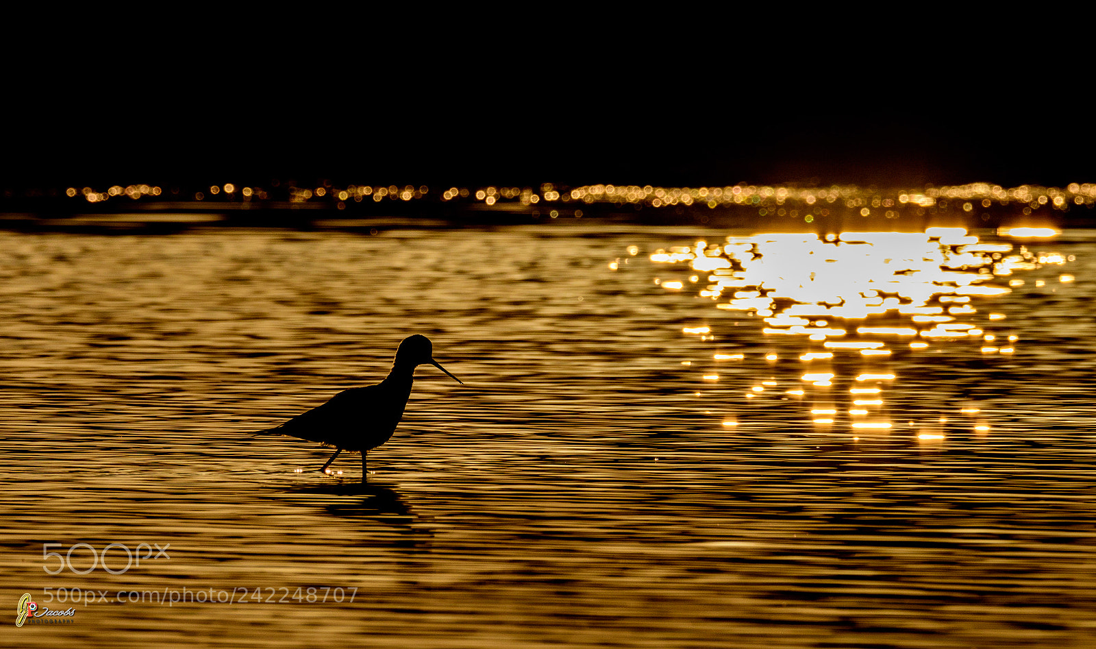 Nikon D500 sample photo. Black winged stilt 12.01.2018 photography