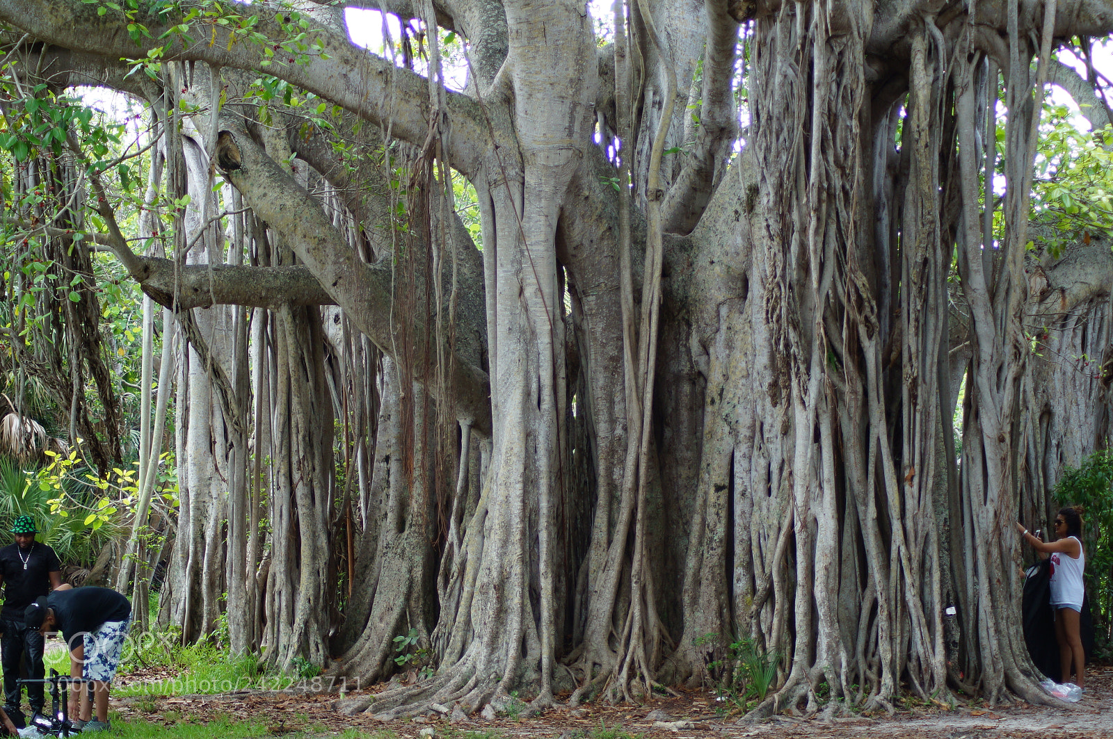 Sony SLT-A37 sample photo. Big tree photography