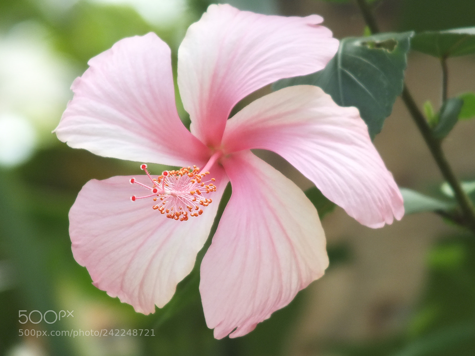 Fujifilm FinePix HS30EXR sample photo. Pink beauty photography