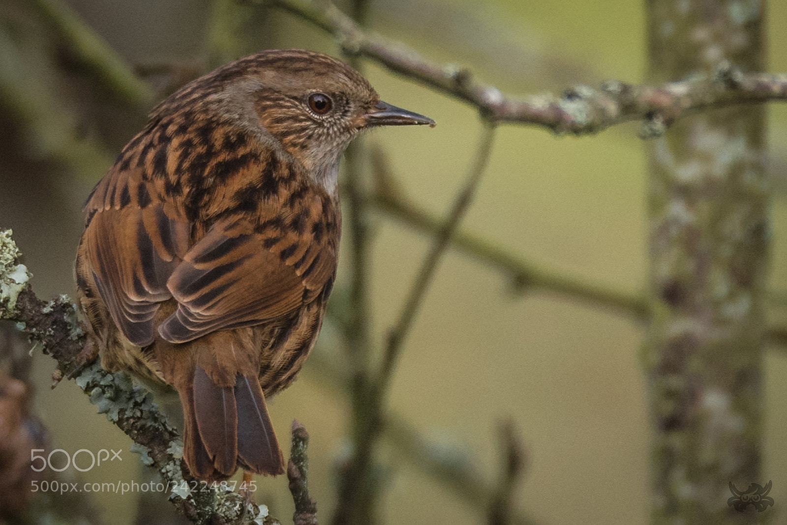 Nikon D810 sample photo. Thinking... photography