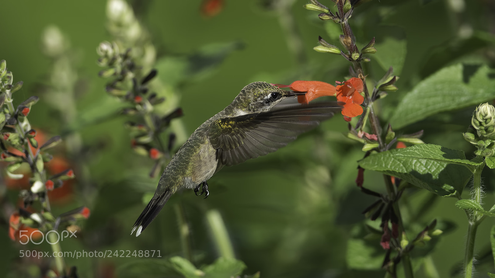 Nikon D7100 sample photo. Missing tail feathers photography