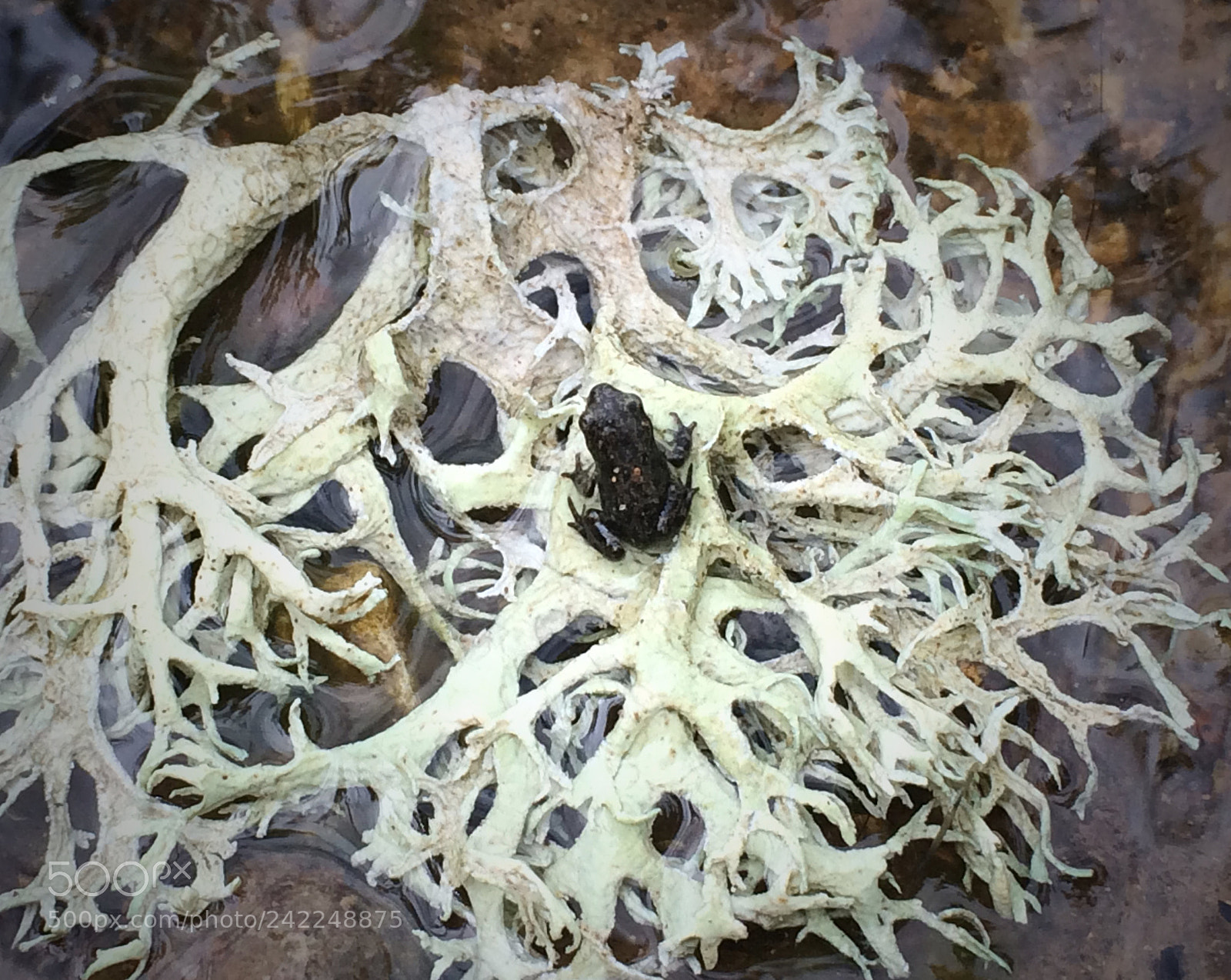 Apple iPhone 5s sample photo. Baby frog in a photography