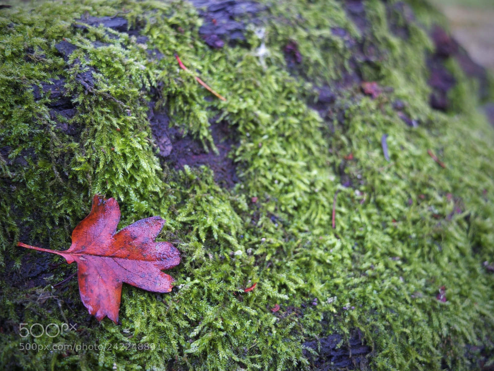 Fujifilm X10 sample photo. Red leaf photography