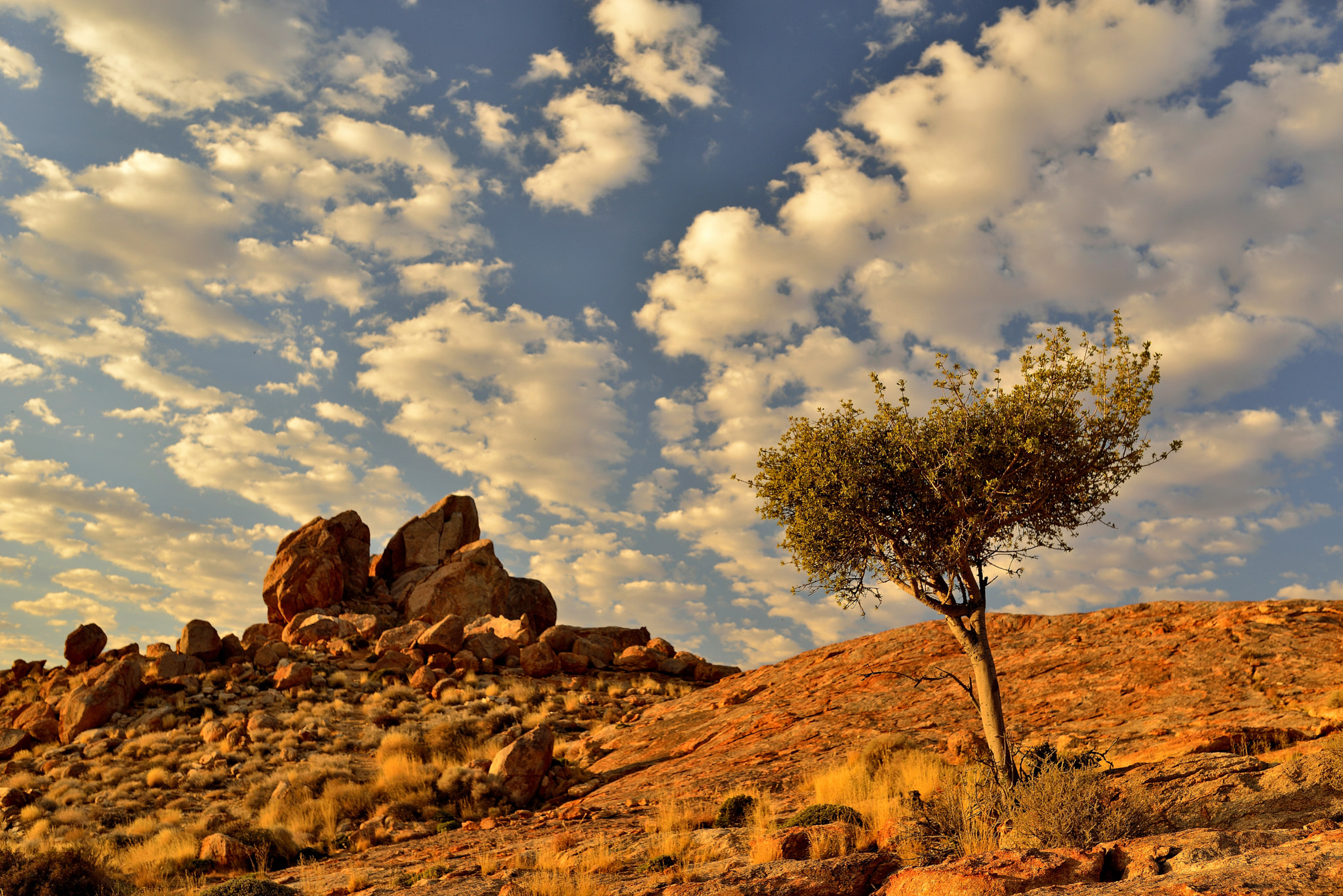 Nikon D800E + Sigma 35mm F1.4 DG HSM Art sample photo. Tree, desert, cloud and meditation photography