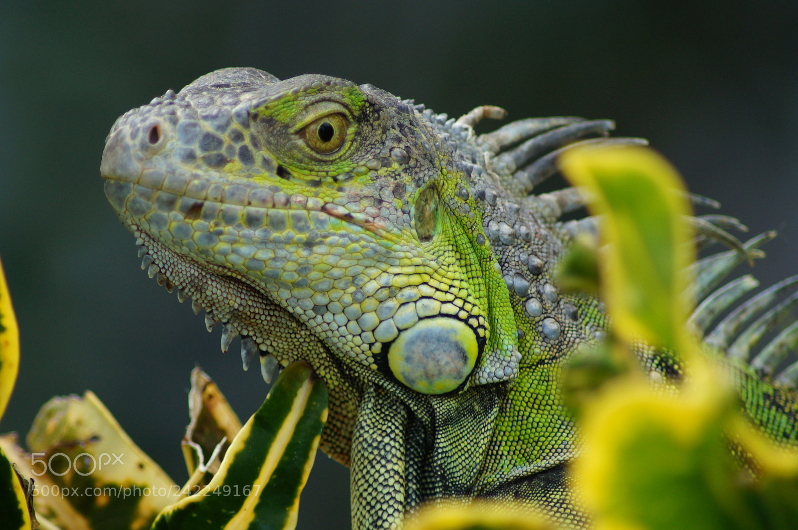 Sony SLT-A37 sample photo. Lizard photography