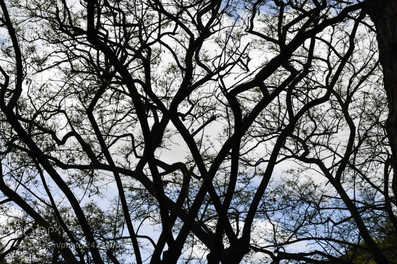 Nikon D7200 sample photo. Maraña photography