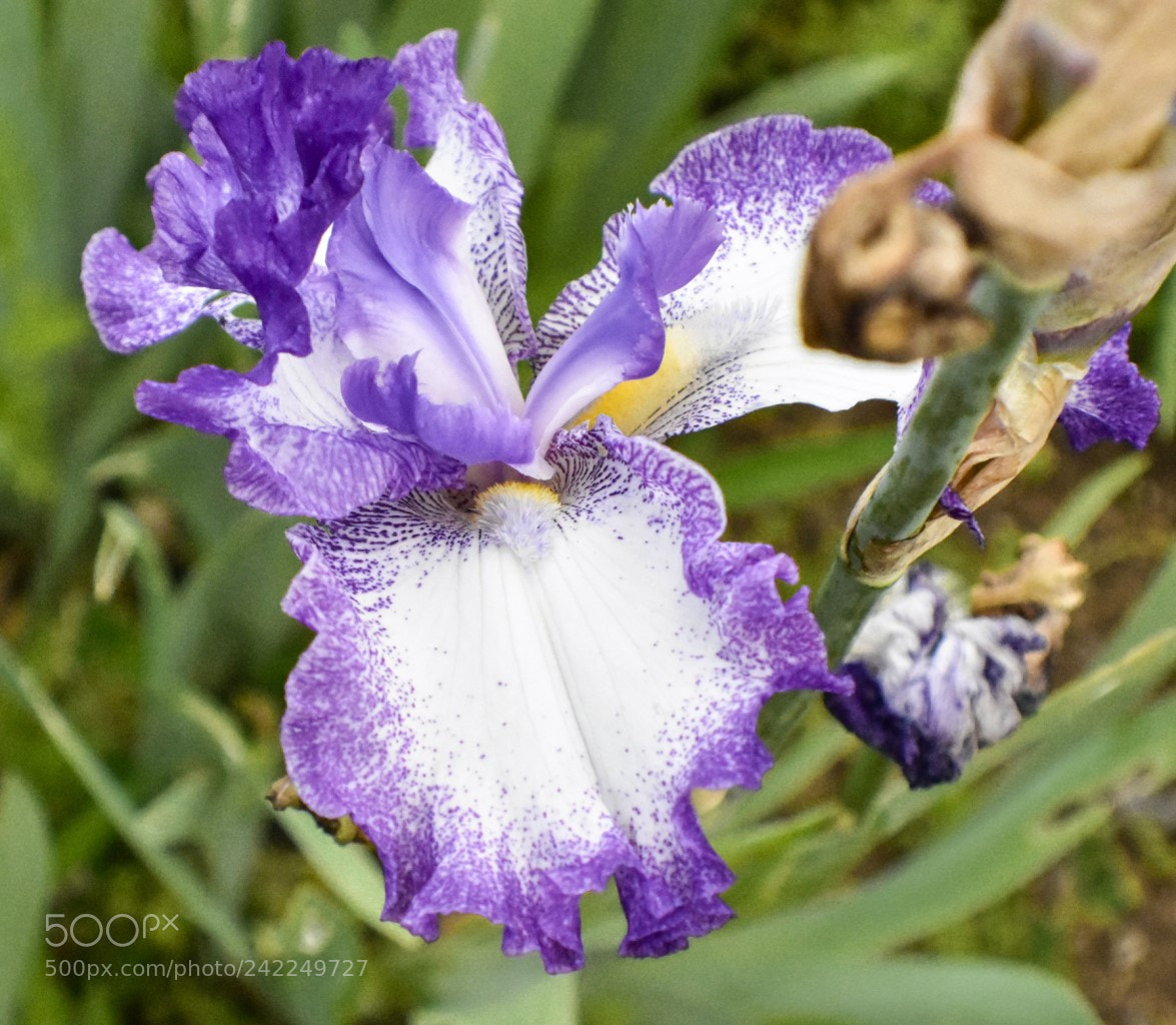 Nikon D7200 sample photo. Una for photography