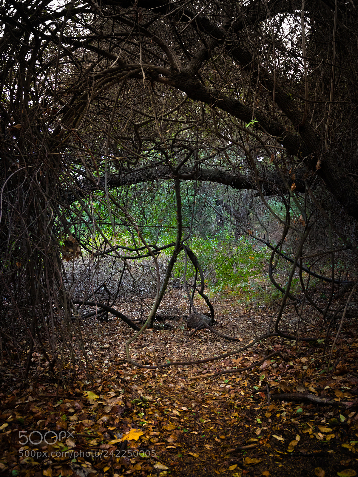 Canon EOS 77D (EOS 9000D / EOS 770D) sample photo. Woods photography