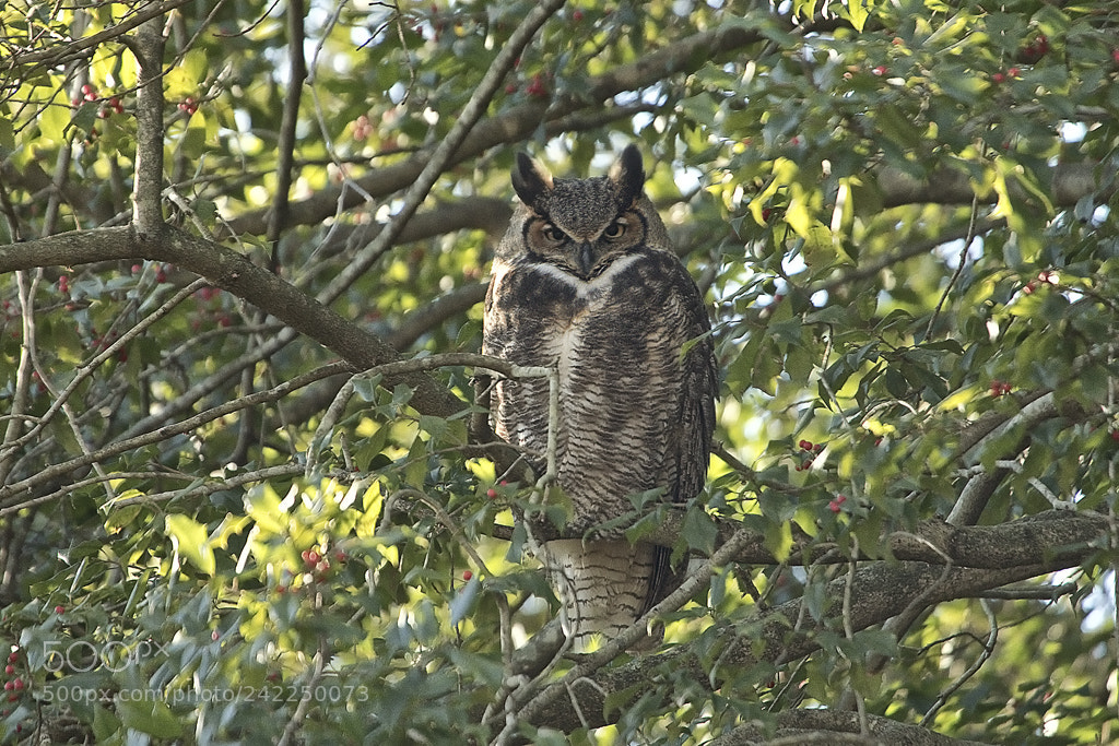 Canon EOS 7D Mark II sample photo. Great horned owl, connecticut, 2017 photography