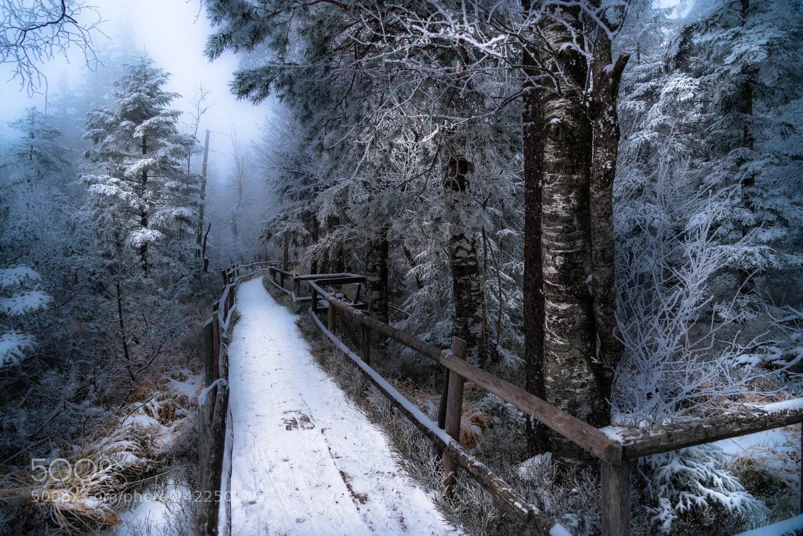 Sony a7 II sample photo. Der bohlenweg ... photography