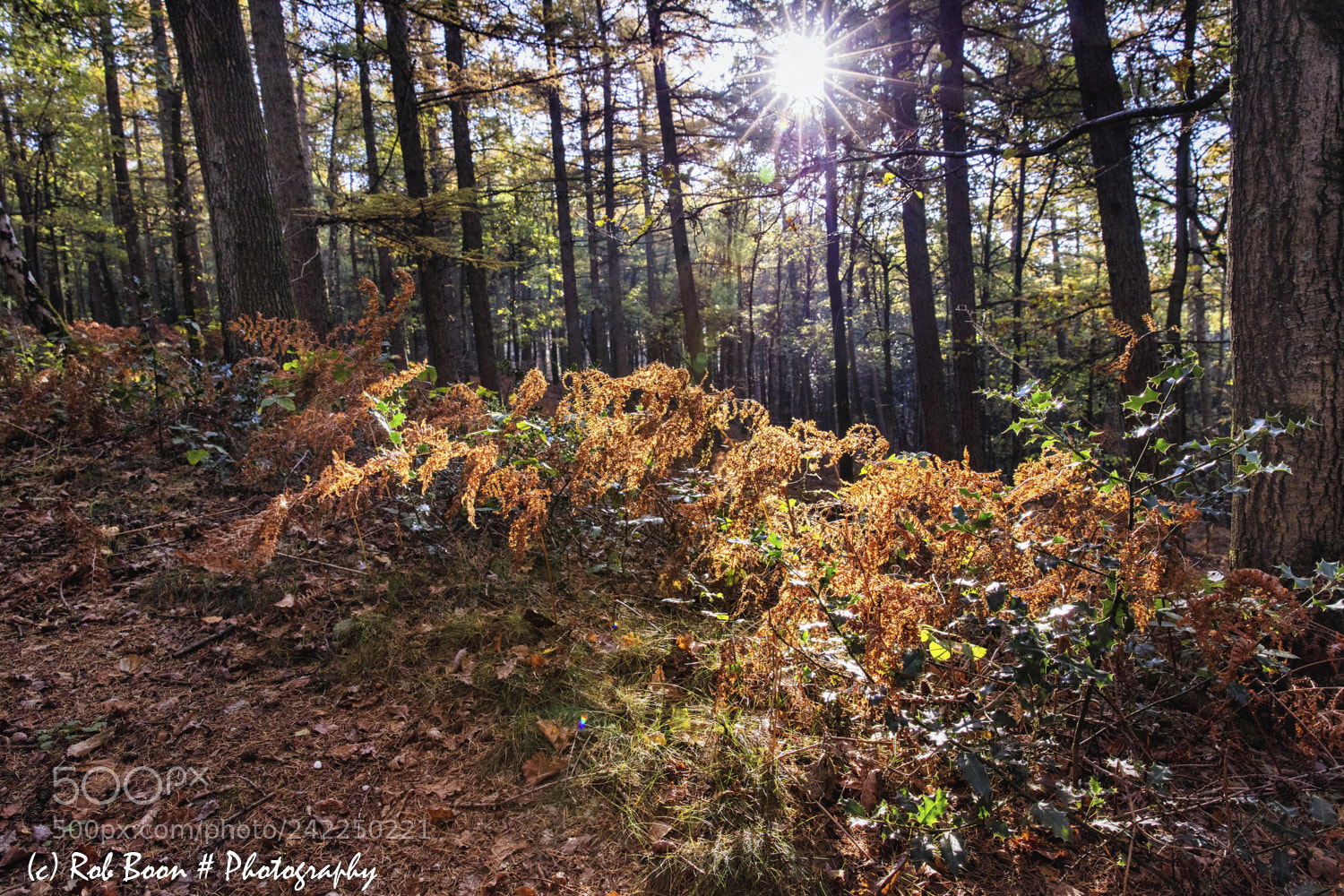Canon EOS 5DS sample photo. Autumn colours @ vijlenerbos photography