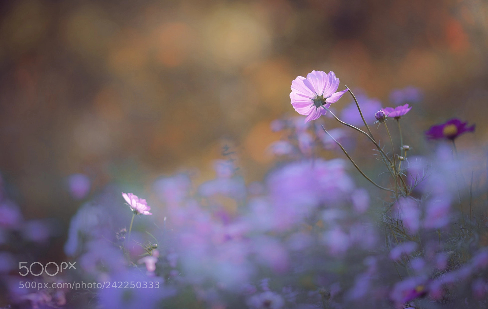 Sony a7 II sample photo. Shining cosmos photography