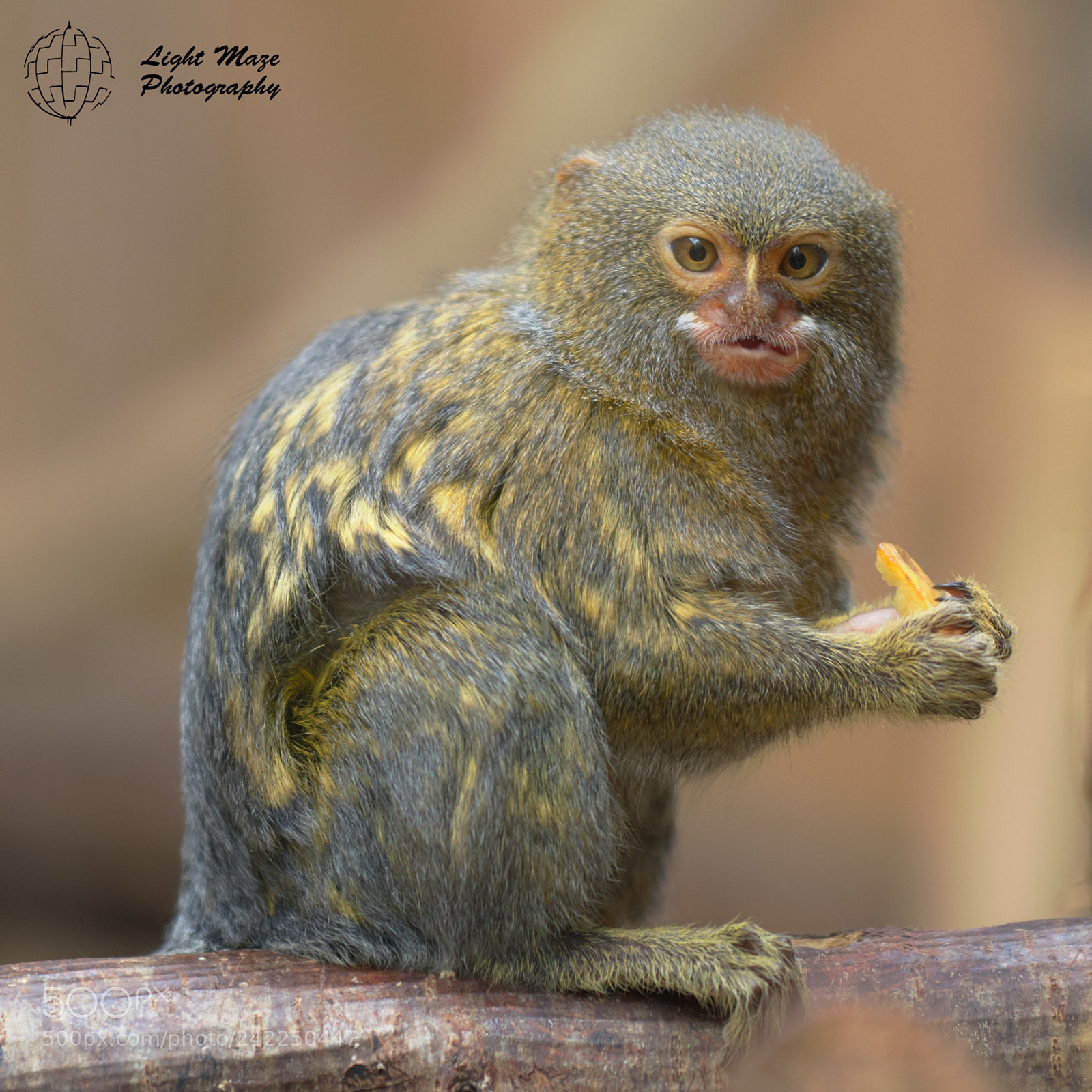 Nikon D800E sample photo. The marmoset photography